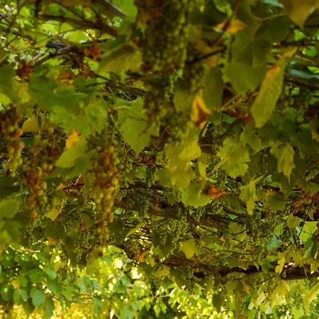 Picchio Rosso 포를리