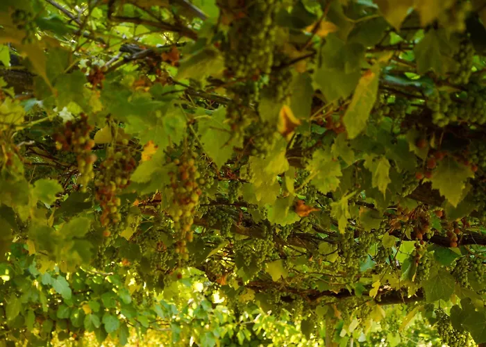 Picchio Rosso Forlì